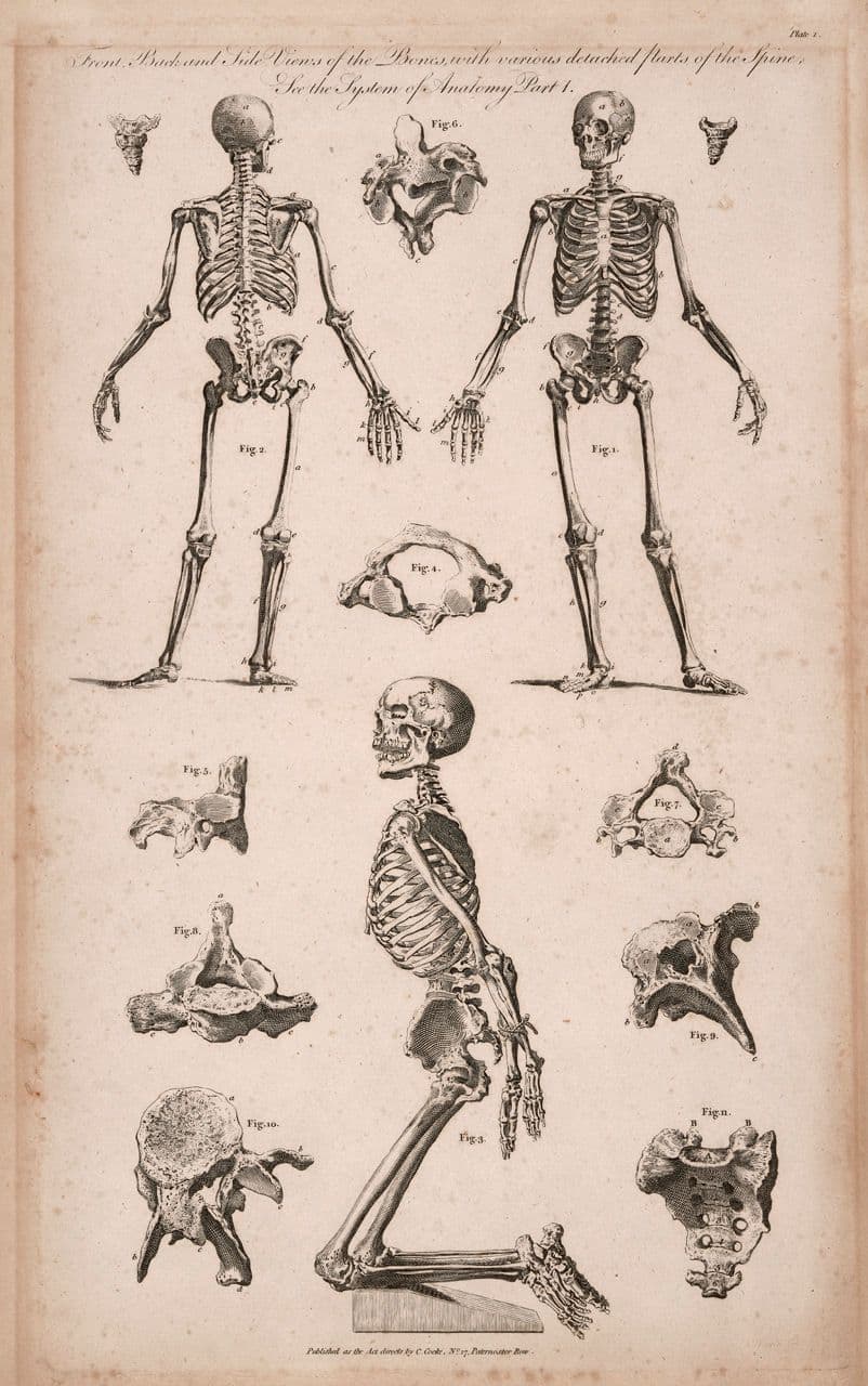 Front, Back and Side Views of the Bones, with various detached parts of the Spine
