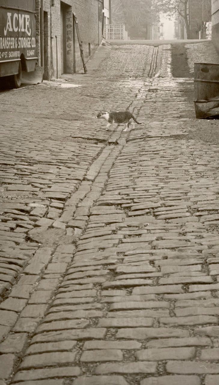 Alley Cat
Joseph A.  Barnett 20th Century
1965.3.20