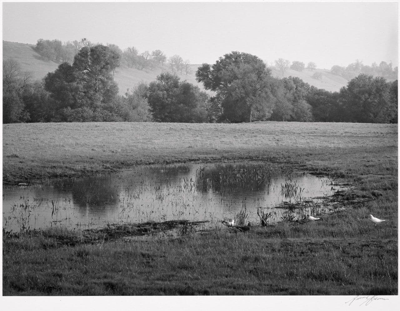 Pool, Misty Morning