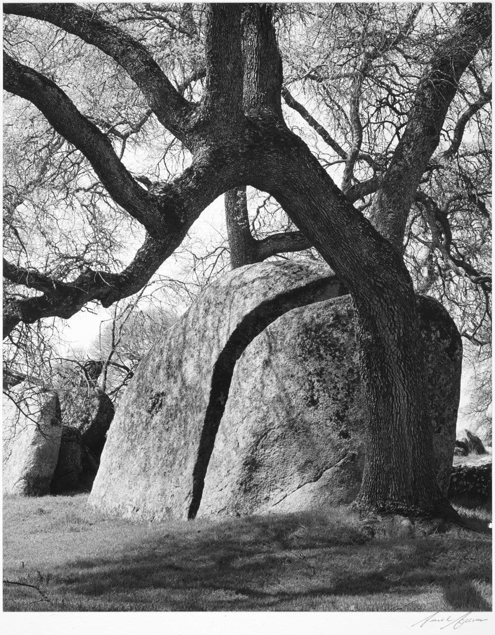Rocks and Oaks