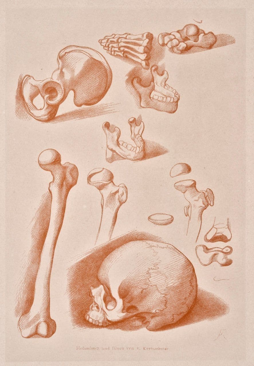 A Hip Bone
Eduard  Kretzschmar 19th Century
1885.356