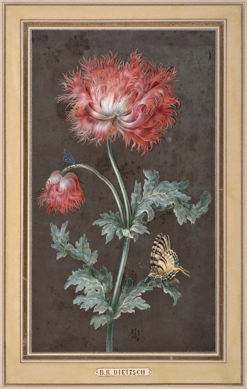 A Poppy with Butterflies
Barbara  Dietzsch 18th Century
2021.43.1
