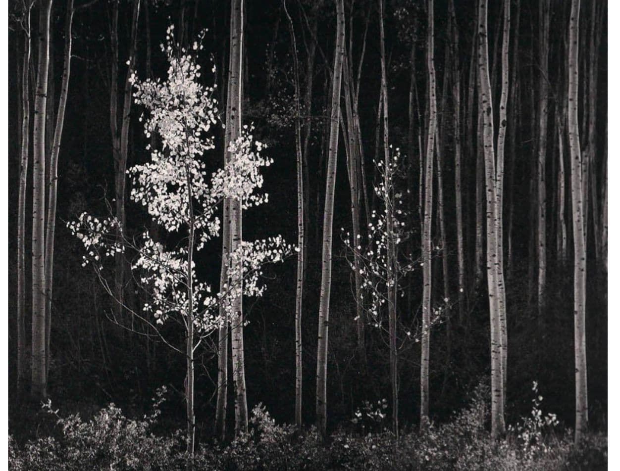 Aspens, New Mexico (Horizontal)