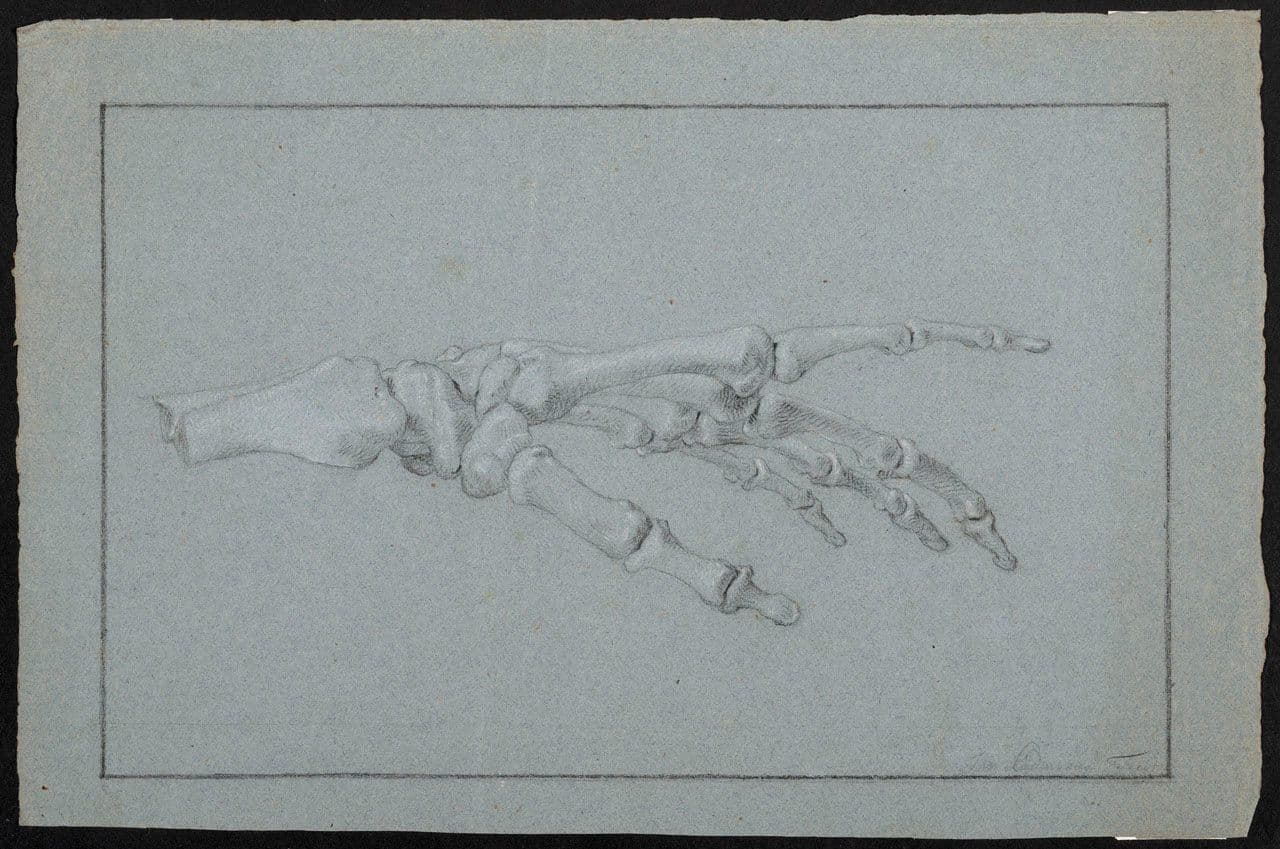 Study of the Skeleton of a Left Hand