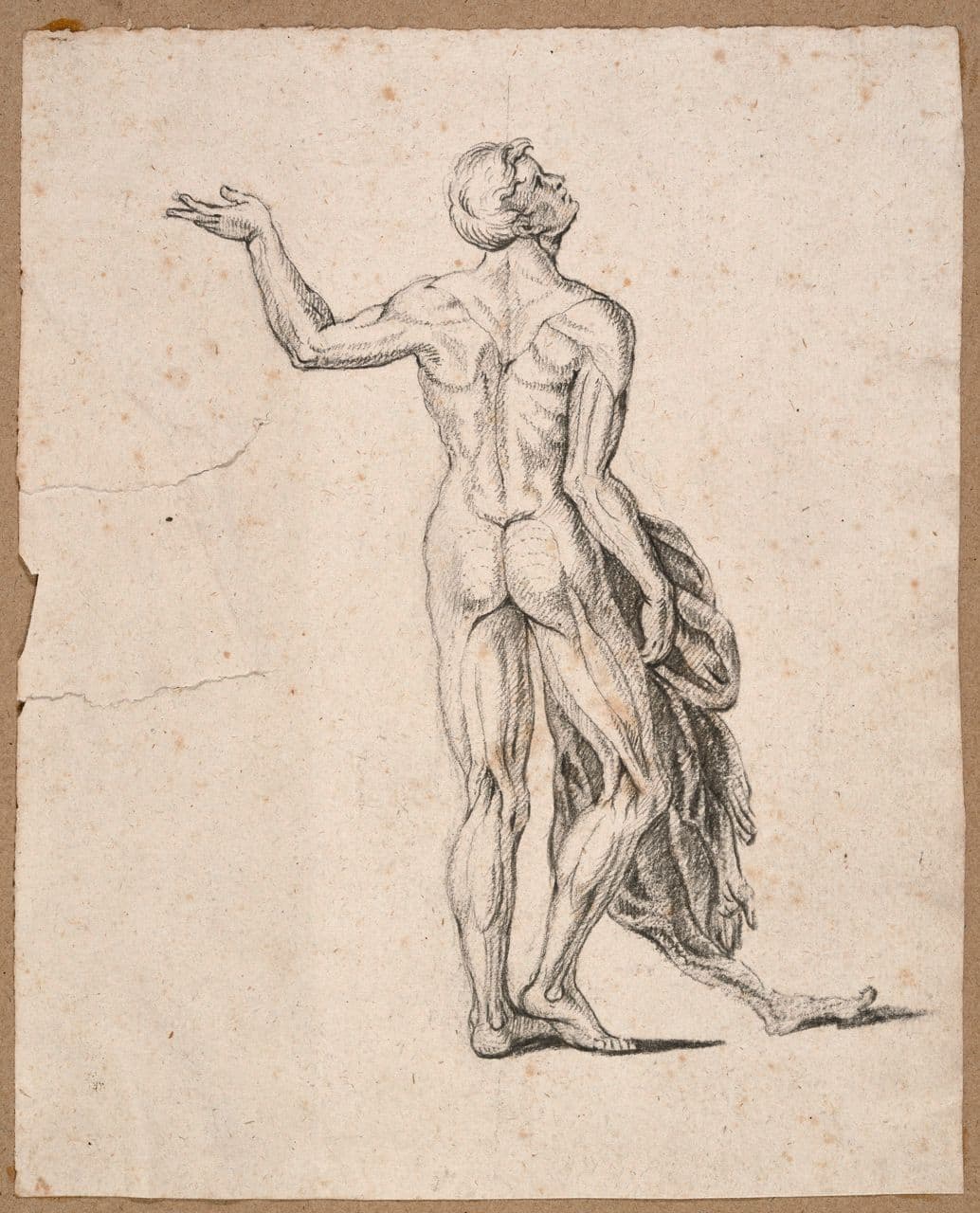Ecorche: Back View