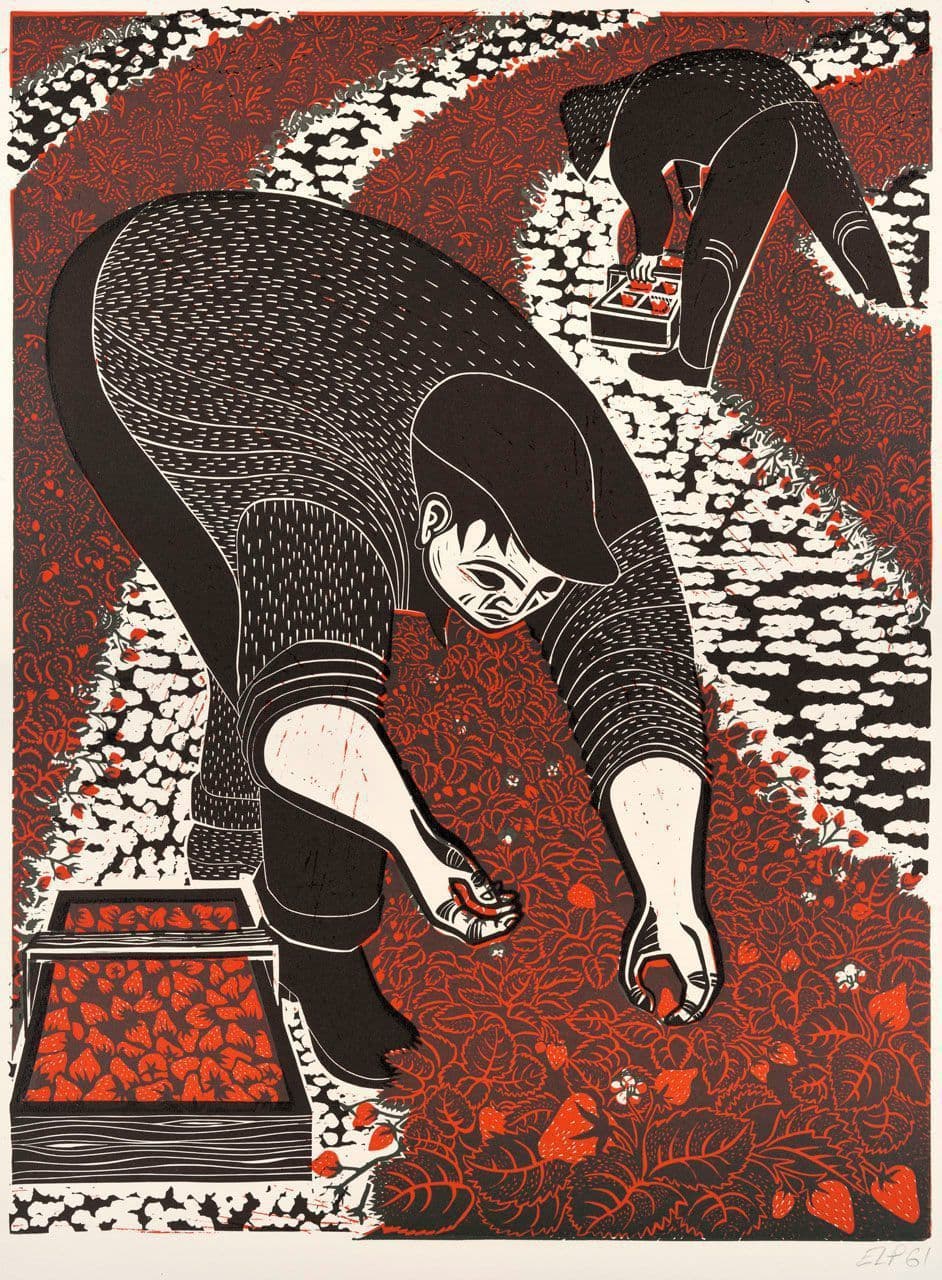 Strawberry Pickers Near Pajaro