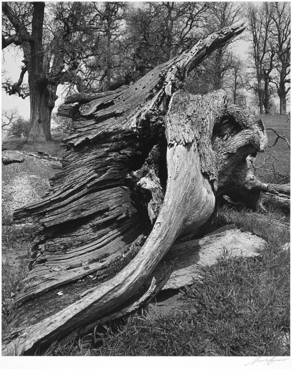 Wood Detail
Ansel Adams
20th Century
1963.11.17 Wood Detail