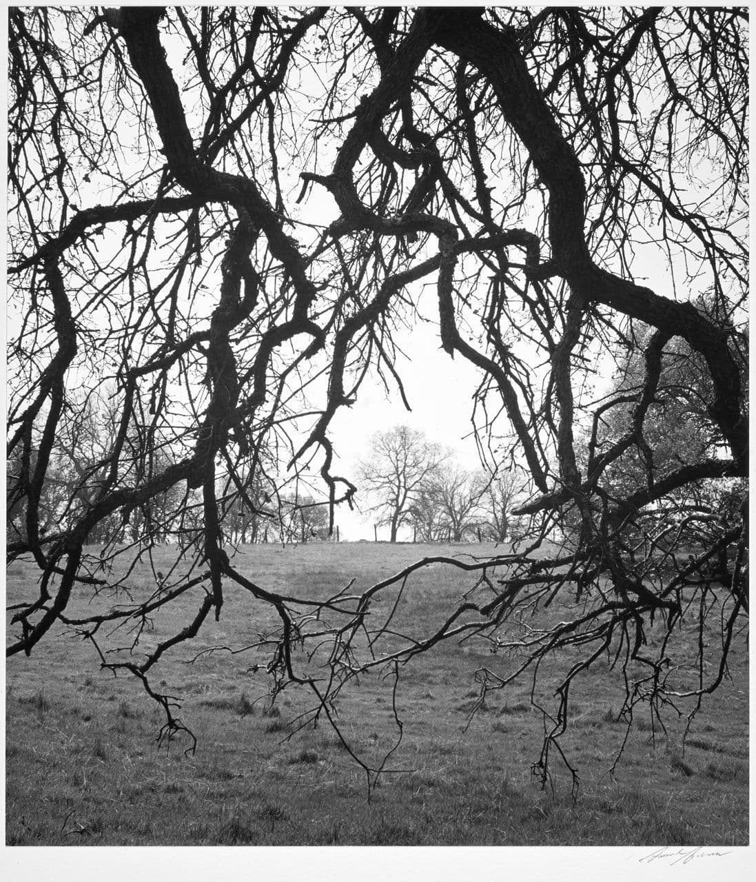 Oak Branches
Ansel Adams
20th Century
1963.11.20 Oak Branches