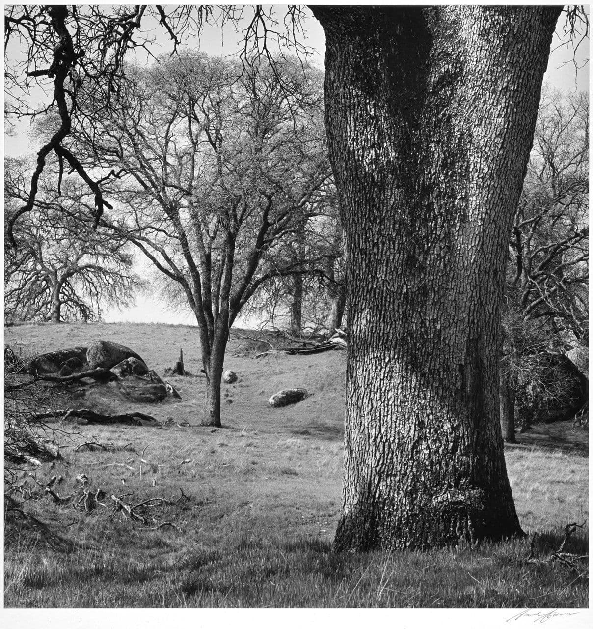 Trees and Pasture, Central Section Trees and Pasture, Central Section