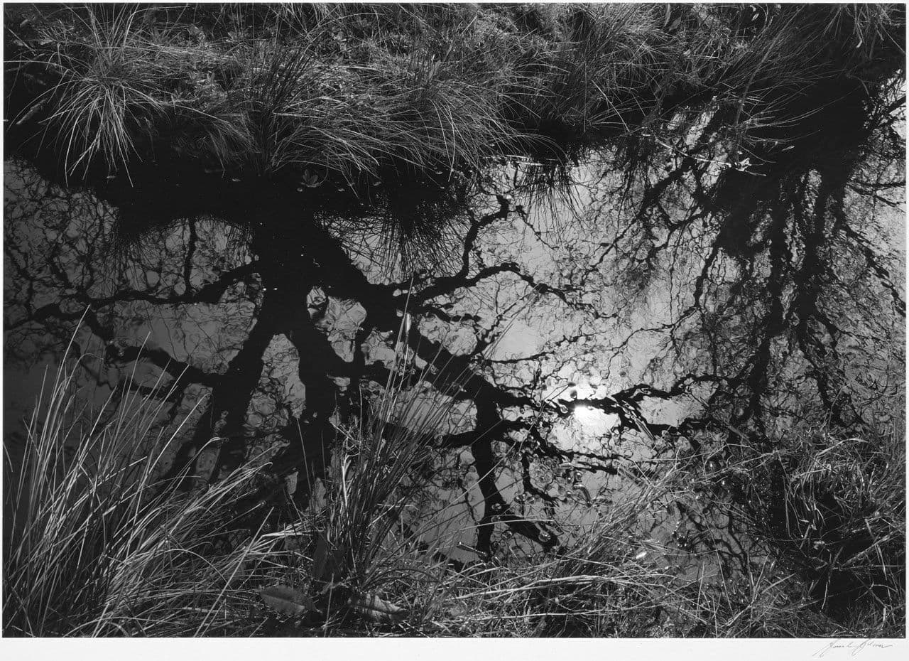 Reflection—Oak Tree in Pool Reflection—Oak Tree in Pool