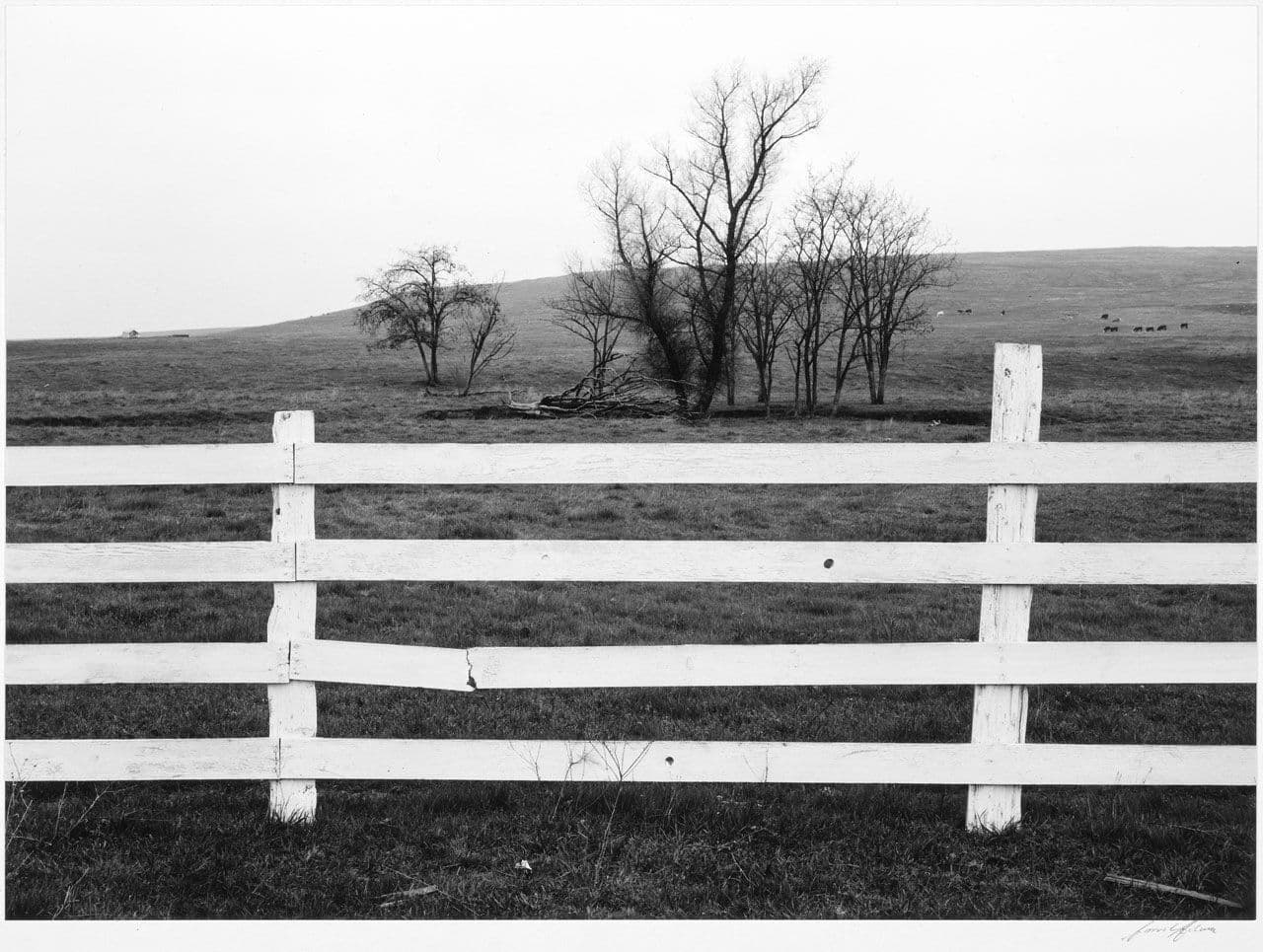 White Fence, Distant Trees White Fence, Distant Trees