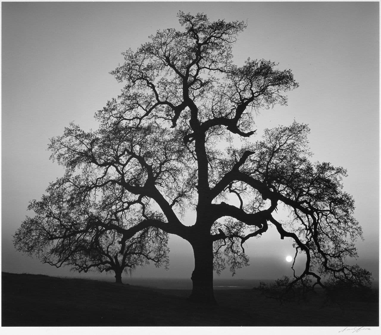 Oak Tree, Sunset City
Ansel Adams
20th Century
1963.11.13 Oak Tree, Sunset City