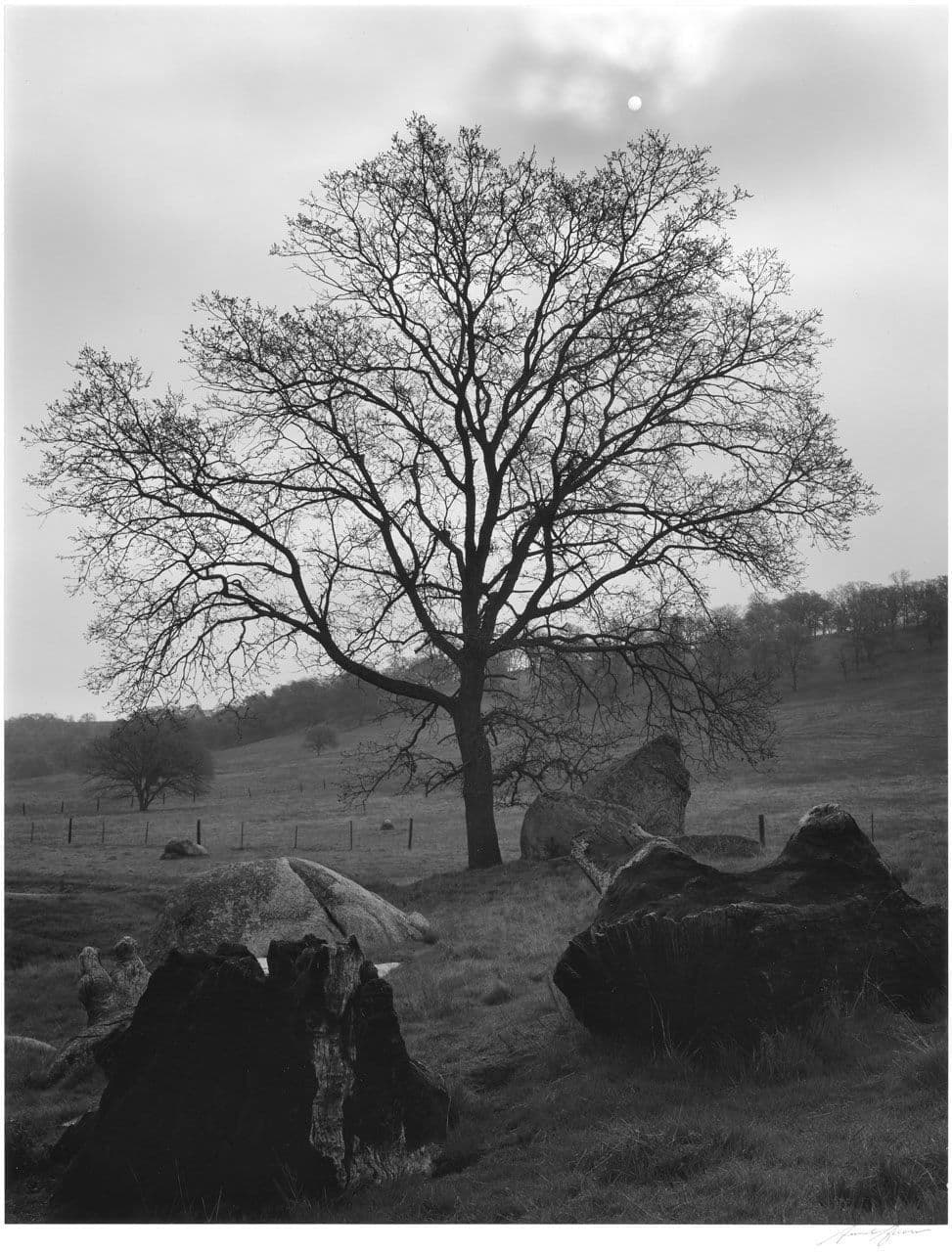 Tree and Sun Tree and Sun