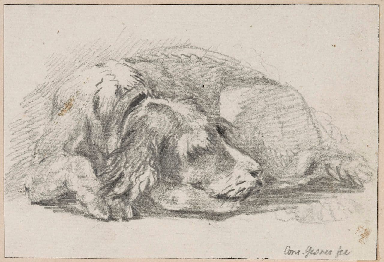 Sleeping Dog
Johann Conrad Gessner
19th Century,18th Century
1871.1155 Sleeping Dog